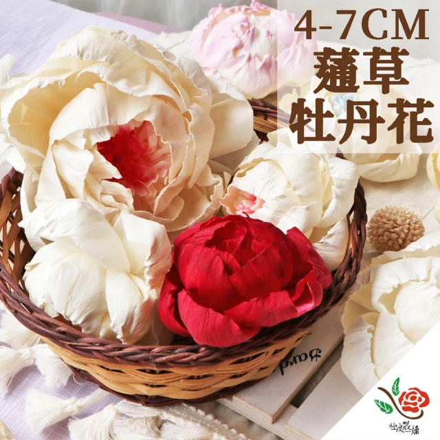 【極度花燥】蓪草牡丹花 小牡丹4CM(花材)