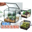 【沐森Green Life】11cm小正方掀蓋玻璃生態缸 生態瓶 微景觀 魚缸(多肉植物 苔蘚)