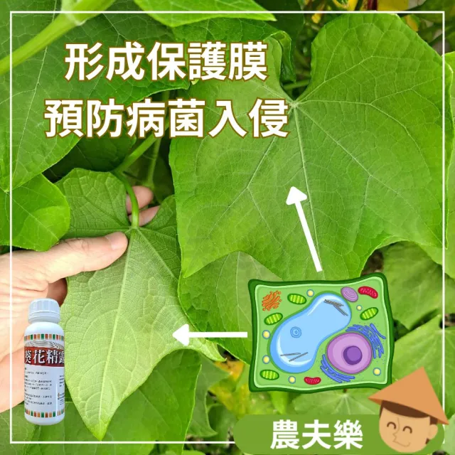 【農夫樂】葵無露 0.5L 無毒殺蟲劑(園藝害蟲 白粉病 介殼蟲 紅蜘蛛 蚜蟲 薊馬 除蟲 驅蟲 防蟲 葵花精露)