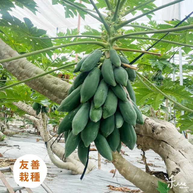 【美濃農場】精品級台農二號木瓜10斤(不使用催熟)