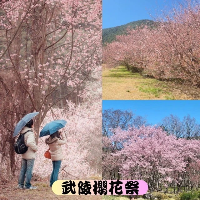 吉航旅遊 武陵櫻花季櫻戀森呼吸沐浴棲蘭芬多精棲蘭山莊二日