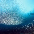 【豪華宿霧五日】鯨鯊共游(沙丁魚風暴 薄荷島 迷你眼鏡猴)