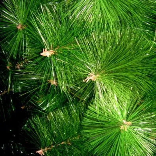 【摩達客】耶誕-3尺/3呎-90cm台灣製特級綠松針葉聖誕樹(含紅金色系配件/不含燈/本島免運費)