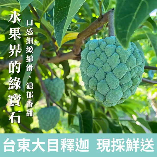 【金好迦】嚴選台東大目釋迦 A級果 5斤x2箱(5-6顆/箱)