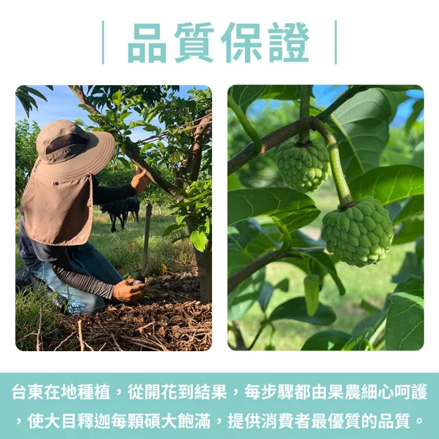 【金好迦】嚴選台東大目釋迦 A級果 5斤x3箱(5-6顆/箱)