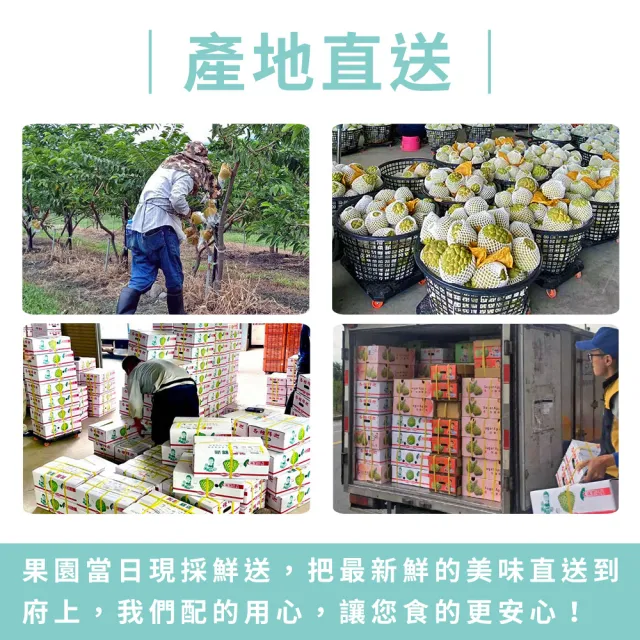 【金好迦】嚴選台東大目釋迦 A級果 5斤x3箱(5-6顆/箱)