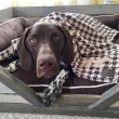 【LUCY’S MOUNTAIN】TALL TAILS千鳥格紋寵物毛毯 XL(寵物毯 寵物毯子 寵物被子 寵物毛毯 保暖毛毯)