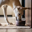 【LUCY’S MOUNTAIN】TALL TAILS 防水寵物墊XL(寵物可水洗尿墊 寵物可洗防水止滑尿墊 寵物尿墊)