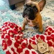 【LUCY’S MOUNTAIN】TALL TAILS 狗骨頭寵物毛毯 XL(寵物毯 寵物毯子 寵物被子 寵物毛毯 保暖毛毯)