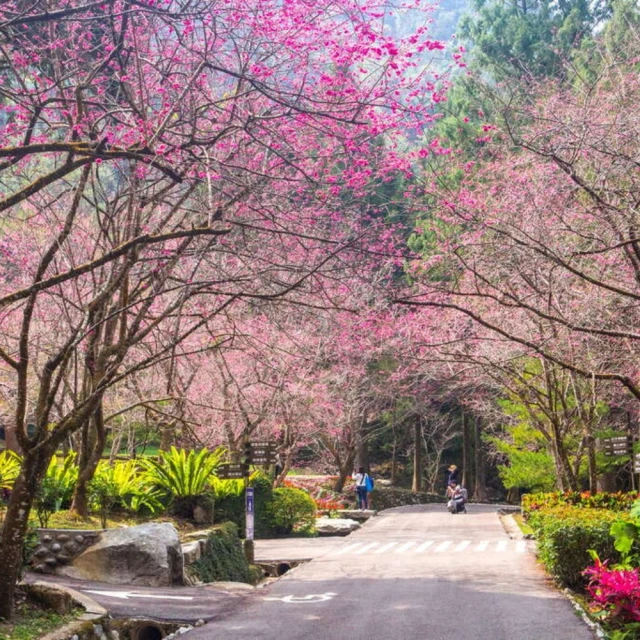 吉航旅遊 暖南花遊記蜀葵花海百年瓦盤鹽田採芋體驗歐風鬱金香二