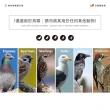 【台灣雞絲頭】鳥類多重感官阻撓劑(對鳥類和哺乳類動物完全安全)