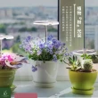 【微糖花植間】Polina植物燈禮物組(送禮禮盒/生日禮物)