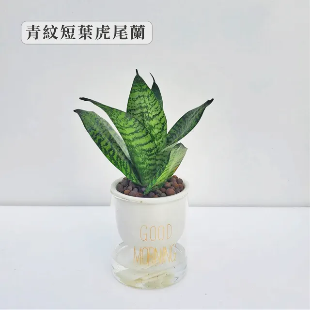 【Gardeners】植物3吋小品DIY組合3-陶瓷玻璃吸水盆套組1入(室內植物/綠化植物/觀葉植物)