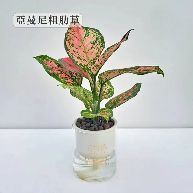 【Gardeners】植物3吋小品DIY組合3-陶瓷玻璃吸水盆套組1入(室內植物/綠化植物/觀葉植物)