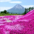 北海道季節限定粉色櫻花祭温泉6日M