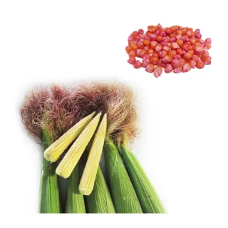 【蔬菜工坊】G15-1豐川玉米筍種子