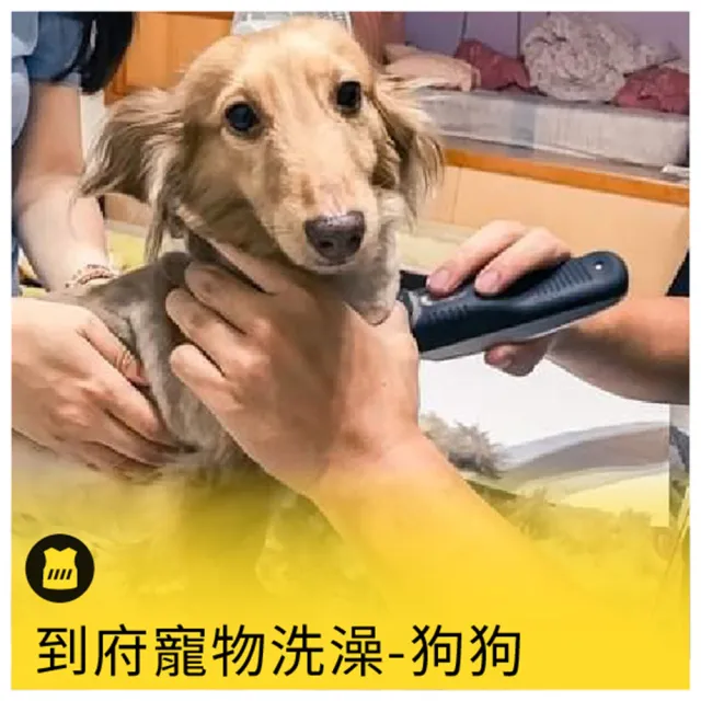 【呼叫黃背心】到府寵物洗澡-狗狗(米克斯/哈士奇/鬆師犬)
