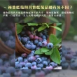 【每日宅鮮】祕魯藍莓(125g／盒±5% x6盒 免運 秘魯藍莓)