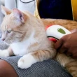 【PHOTIZO VETCARE】寵物居家護理光療儀(寵物保健、居家照護)