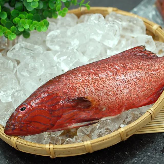 【築地一番鮮】海底紅金-峇里島-野生紅鰷石斑魚10條(450g±50g/條)