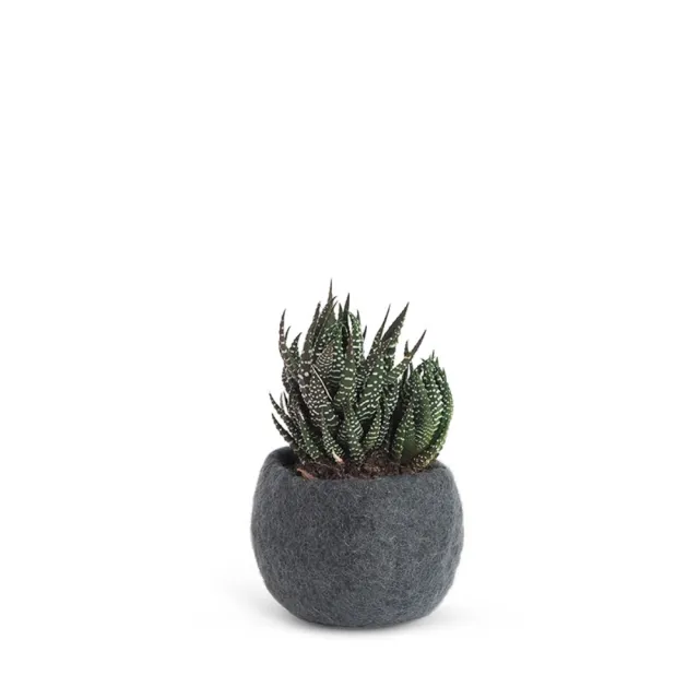 【CNFlower 西恩】Aveva Design瑞典羊毛氈 FLOWER POT 16羊毛氈容器-小(家飾品/容器/盆器/盆栽/花器)