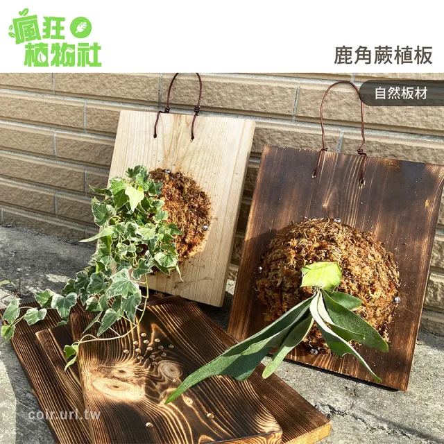 【瘋狂植物社】新手體驗上板組合包 鹿角蕨植板 22x30cm(原木木板、掛孔＋透氣孔)