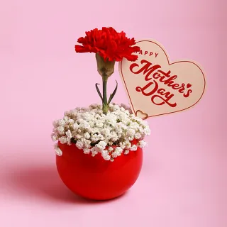 【Floral M】Coco Lady 胭脂紅單隻康乃馨鮮花盆花禮(母親節/康乃馨/花禮/買花/送禮/鮮花)