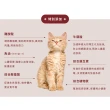 【心頭肉XINTOUROU】全齡貓主食罐 80gx24入(貓主食罐、全齡貓、貓罐)
