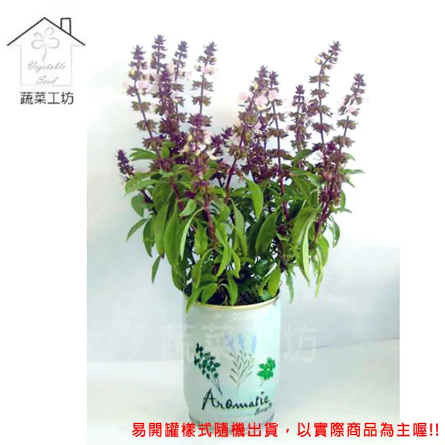 【蔬菜工坊】iPlant易開罐花卉-九層塔