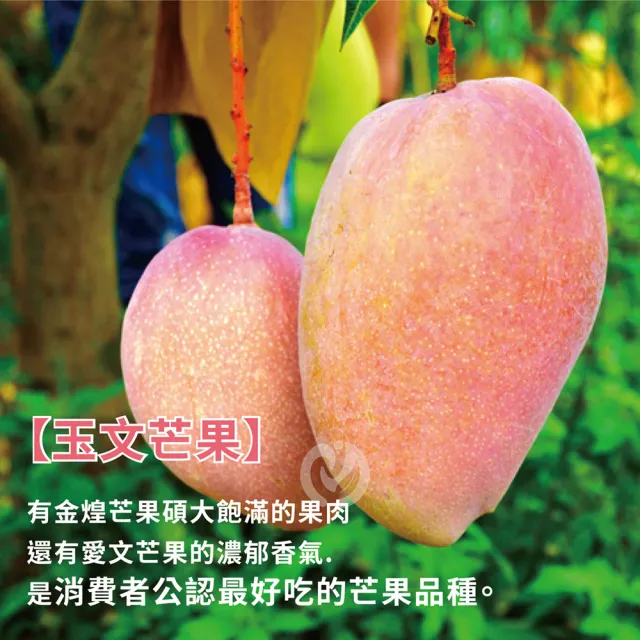 【初品果】台南玉文芒果10斤6-9顆x2箱(芒果界的粉紅甜心_山坡地種植)