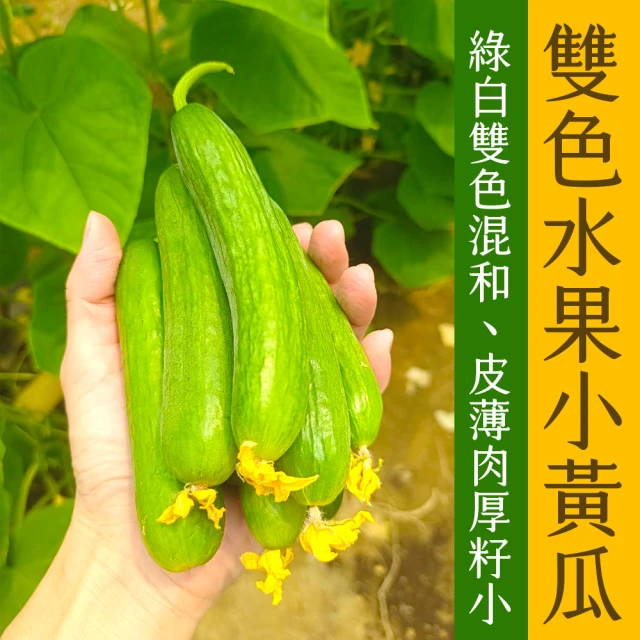 盛花園蔬果 嘉義金蜜品種甜玉米(3公斤/箱)評價推薦