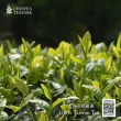 【沁意】手採春茶! 三峽自然栽培綠茶-白毫碧螺春特惠組(50gx4盒/附試喝包)