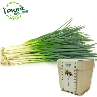 【iPlant】積木小農場-青蔥(內含種子培養土肥料花盆)
