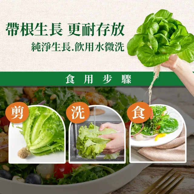 【源鮮智慧農場】嚐鮮推薦3入組(生菜、沙拉、萵苣、水耕蔬菜)