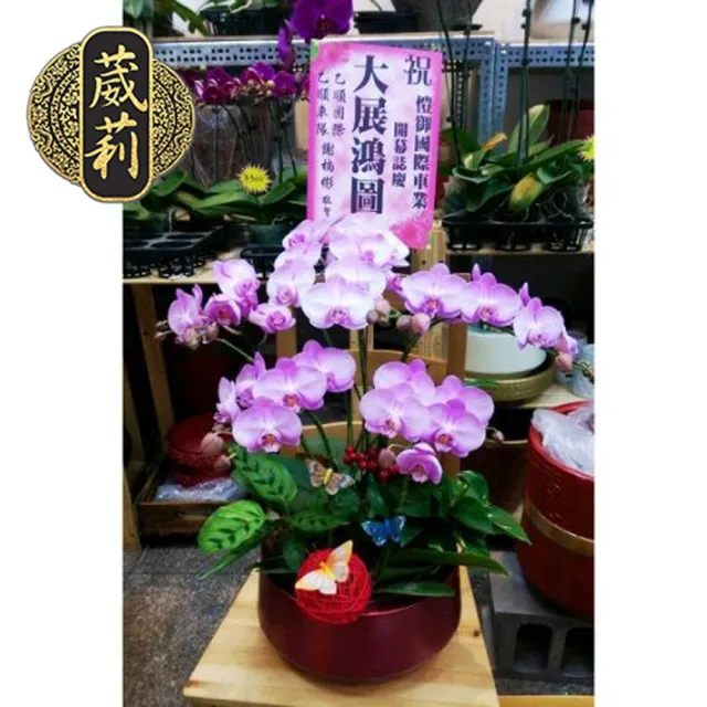 【葳莉】客製化 廟會慶典 開幕致慶 賀禮蘭花盆栽(W005/一盆)