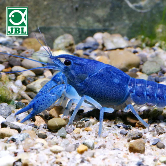 【JBL】蟹類威化主食 M 100ml(德國進口 螃蟹 螯蝦)