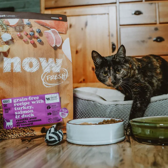 【Now!】成貓鮮肉配方8磅  貓咪無穀天然糧(貓糧 貓飼料 益生菌 蔓越莓)