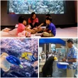 【花蓮遠雄海洋公園】暑假夜宿水族館★適用7歲以上含早、晚餐(玩翻遊樂園、專人導覽)