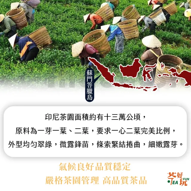 【茶好玩】瘋印烏龍品選組 印尼高山手採烏龍茶葉150gX4包(共1斤;火山岩韻味;輕發酵;無焙火;全手採)