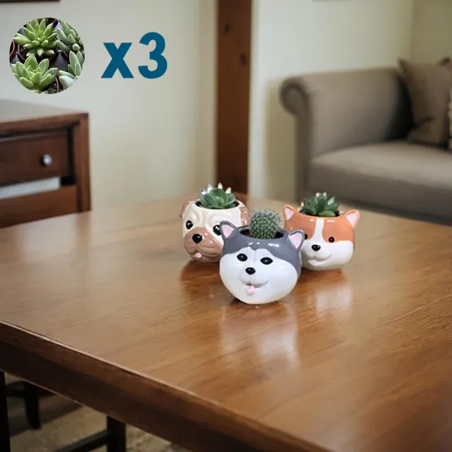 【園藝世界】活體植栽-動物造型盆3入組(多肉/造型盆/2024新款)