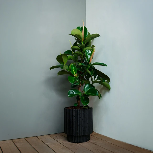 CNFlower 西恩 橡膠木 落地植物(送禮/植物/植物/居家擺飾)