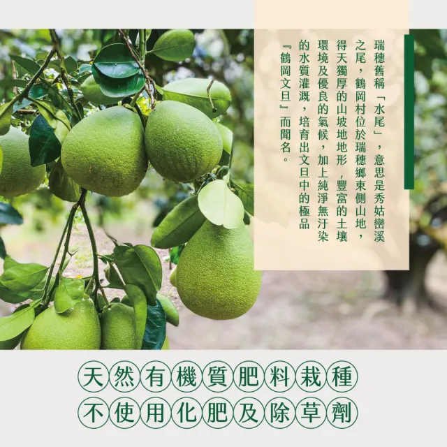 【初品果】花蓮鶴岡海伯40年老欉文旦禮盒10斤7-9顆x1箱(大果_中秋送禮_好友揪團_企業送禮)