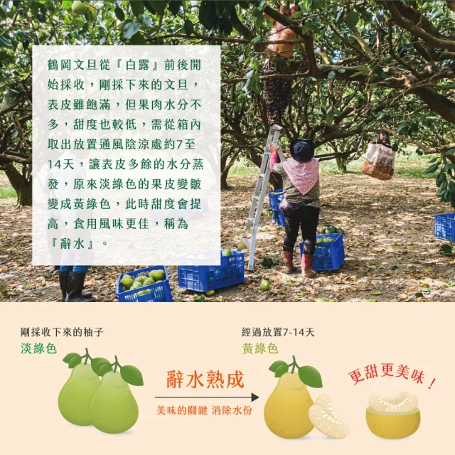 【初品果】花蓮鶴岡海伯40年老欉文旦禮盒10斤7-9顆x1箱(大果_中秋送禮_好友揪團_企業送禮)