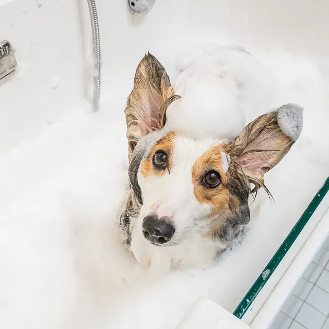 【URBANER 奧本】寵物洗澡電動起泡機 CT-11(IPXT7防水/寵物洗澡/寵物洗毛精/寵物洗劑可用/)