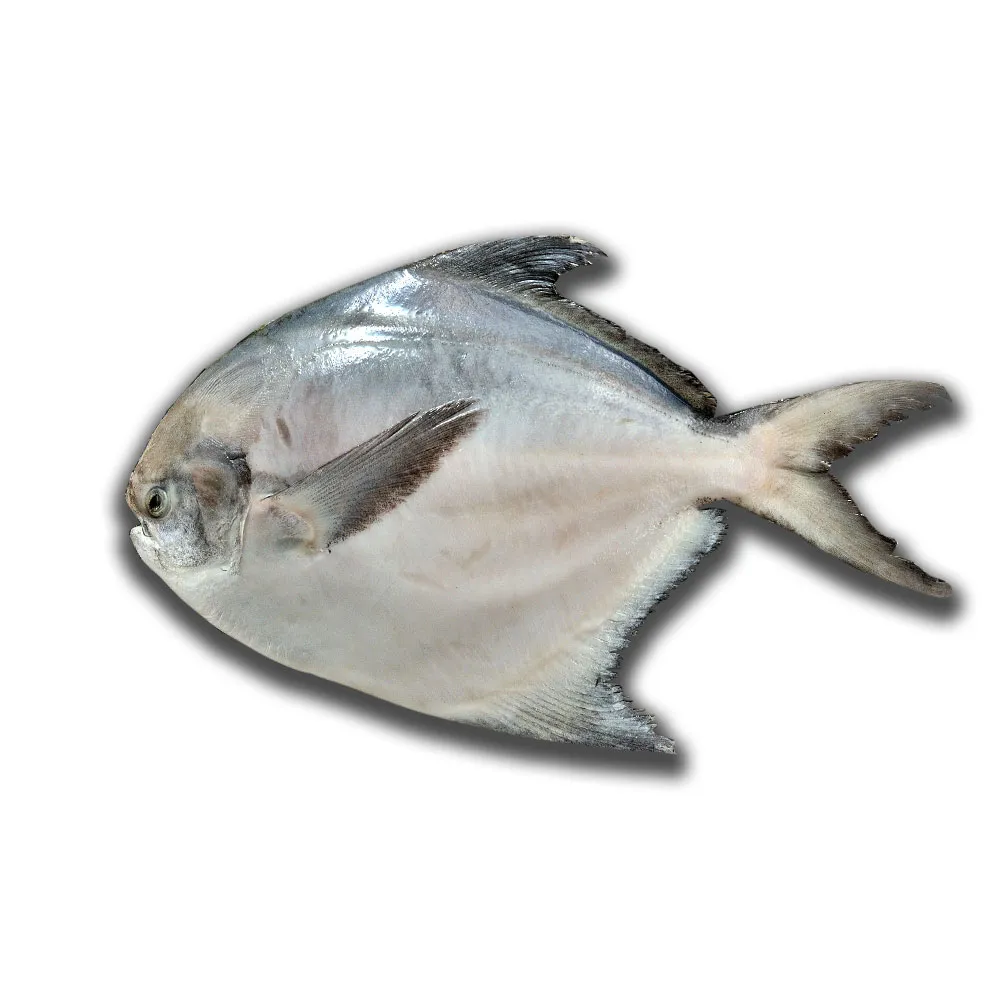 【鮮綠生活】野生大白鯧(500g±10%/尾 共3尾)