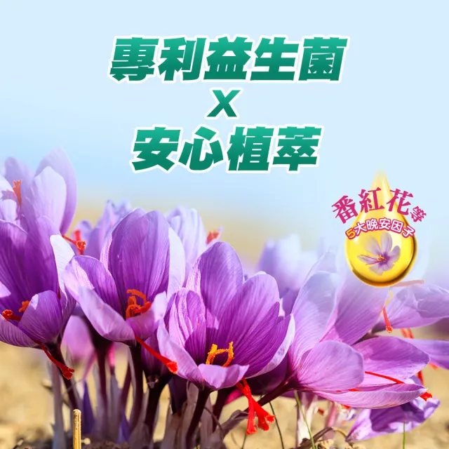 【善存】舒眠益生菌膠囊(30粒/盒-5大晚安因子 專利番紅花萃取 芝麻素 GABA 色胺酸)