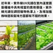 【JIUNPEY 君沛】2入組 T8 2呎12.5W紫外線UV全光譜植物燈管(植物生長燈)