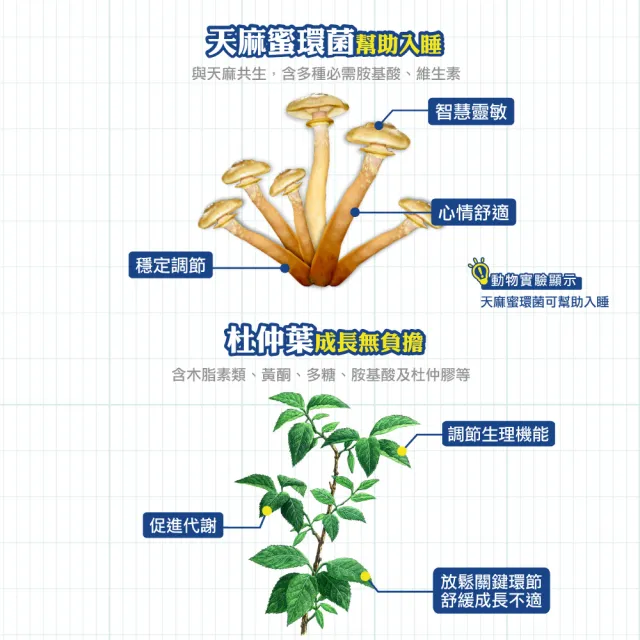 【順天本草】長大人成長套組正宗版-男方共3盒(每盒含成長膠囊60顆*2+金智慧王30顆*2+成長御膳4包)