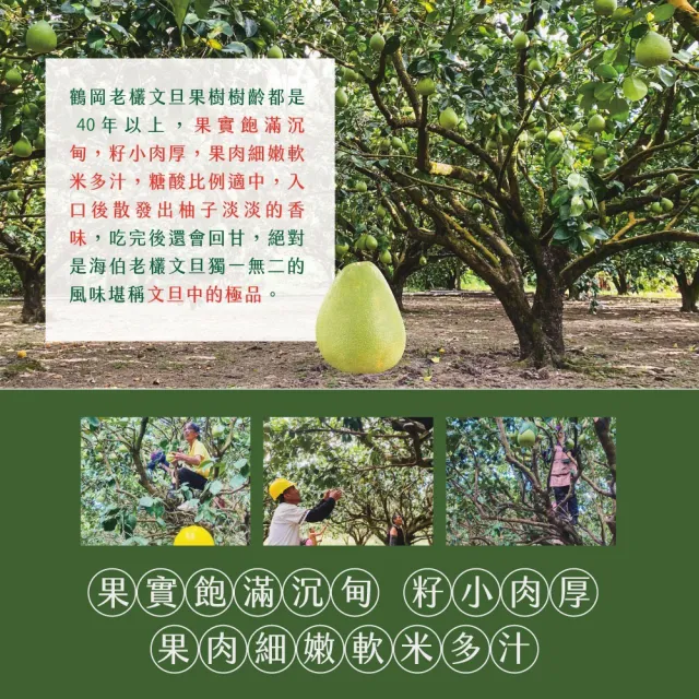 【初品果】花蓮鶴岡海伯40年老欉文旦禮盒10斤7-9顆x1箱(大果_中秋禮盒_好友揪團_企業送禮)