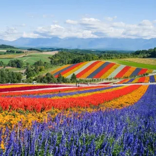 【繽紛花海】北海道繁花夜景螃蟹三溫泉五日(三大蟹吃到飽)